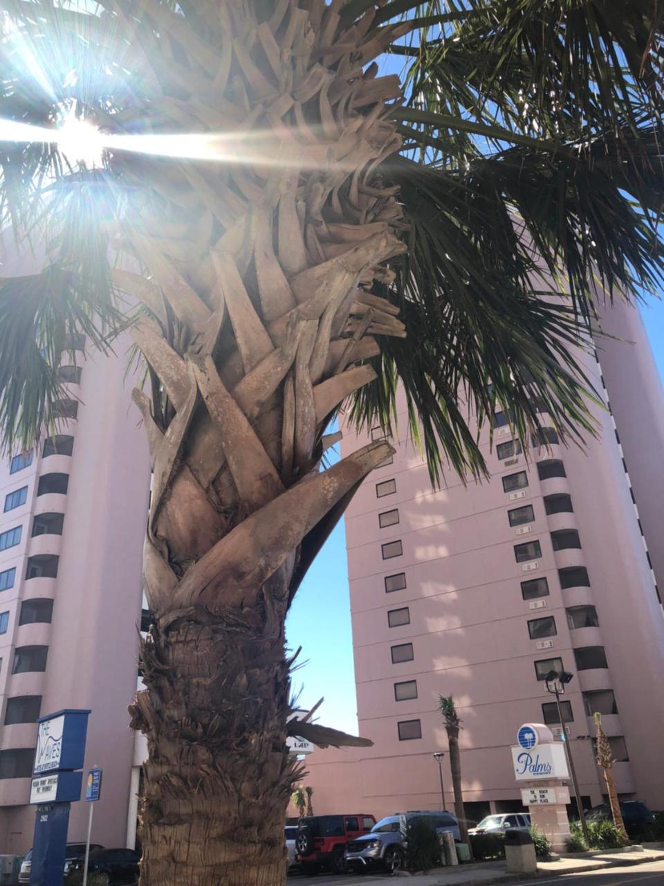 Palms Resort Myrtle Beach Bagian luar foto
